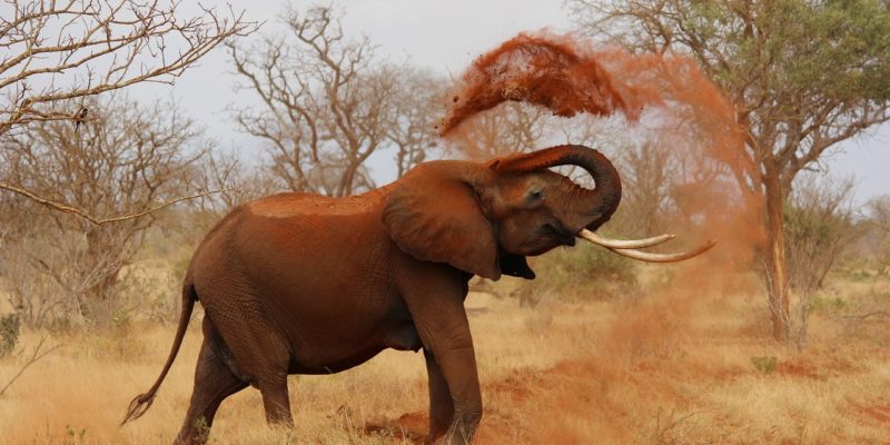Café de caca de elefante, el café más caro del mundo