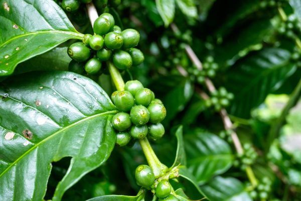 Las variedades de café en peligro de extinción - Noticias Café
