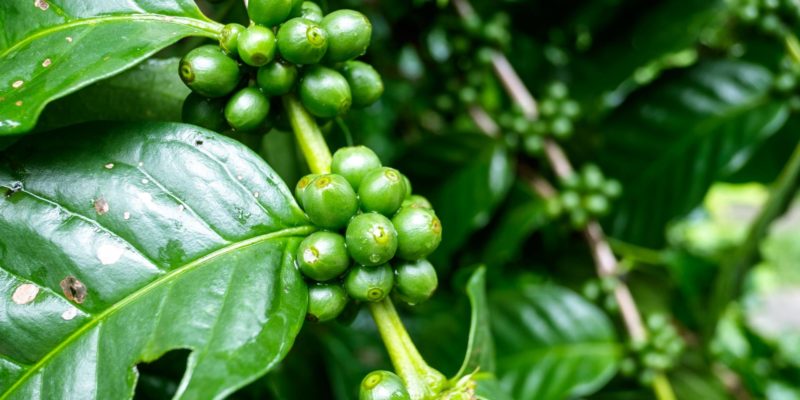 Las variedades de café en peligro de extinción - Noticias Café